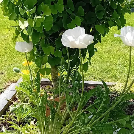 Klause Am Grünen Hof